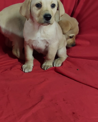 Labrador