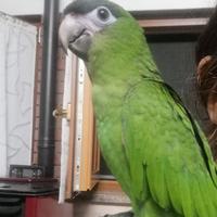 Ara nobilis allevata a mano