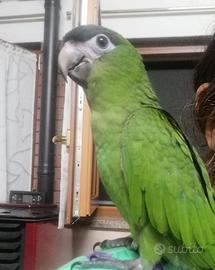 Ara nobilis allevata a mano