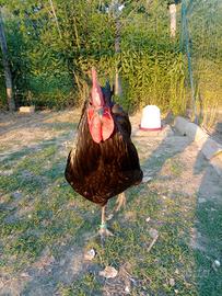 Galline ornamentali