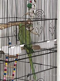 Parrocchetto dal collare