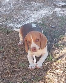 Beagle