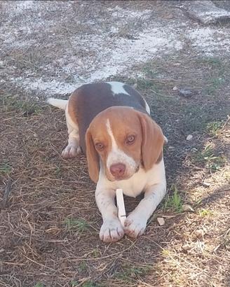 Beagle