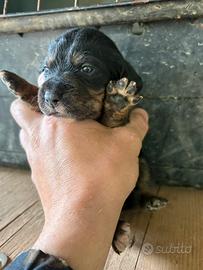 Segugio maremmano (PILONAIO)