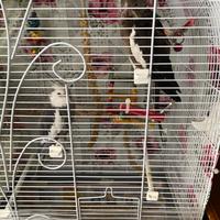 Coppia calopisiti con gabbia