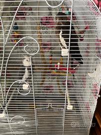 Coppia calopisiti con gabbia