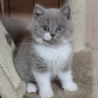 British Shorthair e Scottish Straight