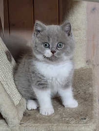 British Shorthair e Scottish Straight