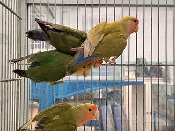 Inseparabili roseicollis