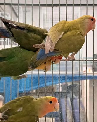 Inseparabili roseicollis