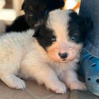 Cuccioli cercano casa