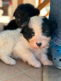 Cuccioli cercano casa