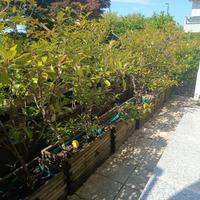 fiorere con siepe fotigna red