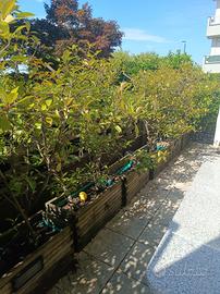 fiorere con siepe fotigna red