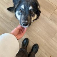 Questo dolcissimo cagnolone aspetta te