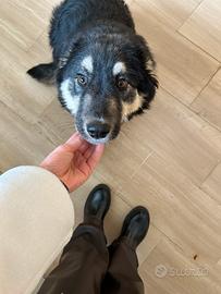 Questo dolcissimo cagnolone aspetta te