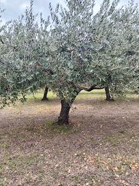 piante olivo