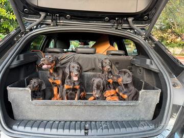 Cuccioli di Dobermann con pedigree ENCI