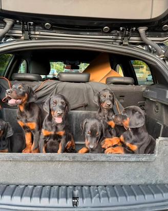 Cuccioli di Dobermann con pedigree ENCI