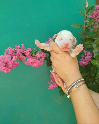 Cuccioli di Lagotto romagnolo con pedigree