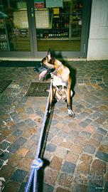 Pastore belga Malinois X belga nero