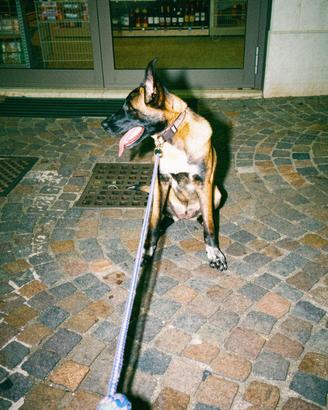 Pastore belga Malinois X belga nero