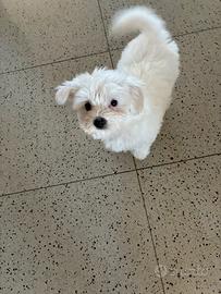 Maltese già vaccinato