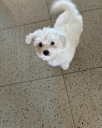 Maltese già vaccinato