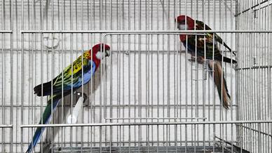 Coppia riproduttrice di rossella