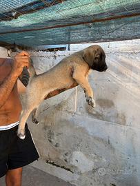 Kangal