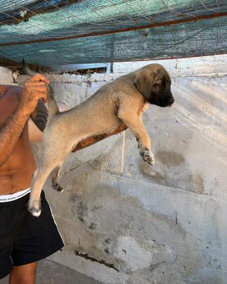 Kangal