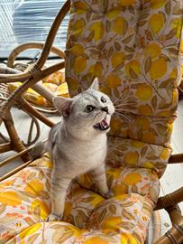 Gatto silverScottish straight shorthair per monta