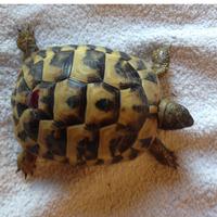 Tartarughe Hermanni Hermanni