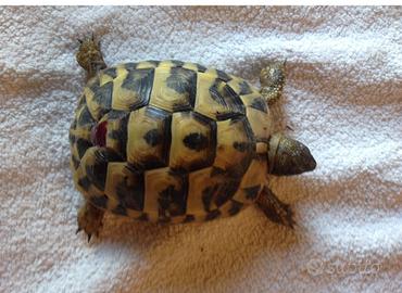Tartarughe Hermanni Hermanni
