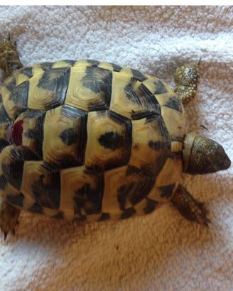 Tartarughe Hermanni Hermanni