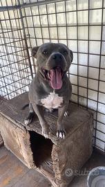 Cuccioli amstaff
