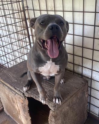 Cuccioli amstaff