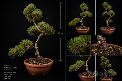 Bonsai Pino Mugo (SUPER SCONTO)