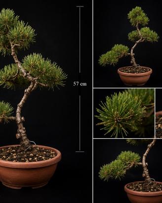 Bonsai Pino Mugo (SUPER SCONTO)