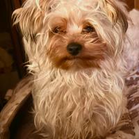 Morkie (maltese/yorkie) maschio di 1 anno
