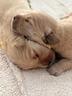 cuccioli-golden-retriever-americano