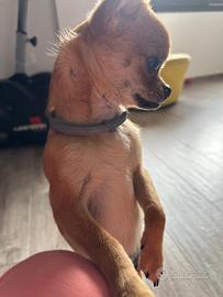 Cucciolo di Chihuahua Vaccinato e con Microchip