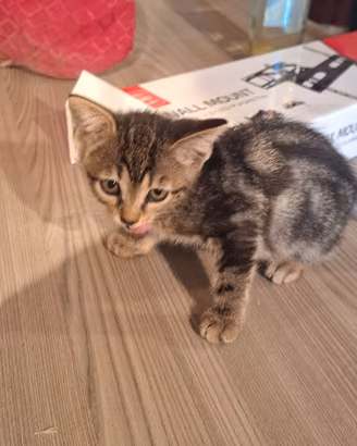 Gattina dolcissima in adozione