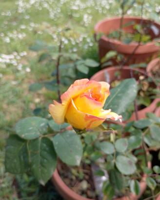Rose pianta in vaso