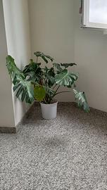 Pianta Monstera Deliciosa - da appartamento