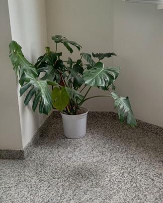 Pianta Monstera Deliciosa - da appartamento