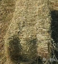 Presse ballette fieno primo taglio 18kg circa