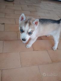 Cuccioli hasky
