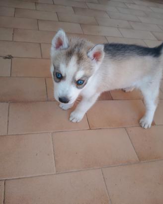 Cuccioli hasky