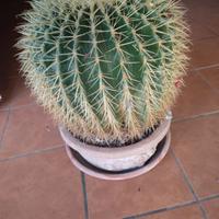  Cactus diametro 34 cm 